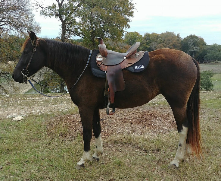 Another Happy Horse and Happy Rider!