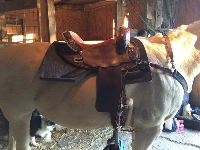 Barrel Racer Testimony